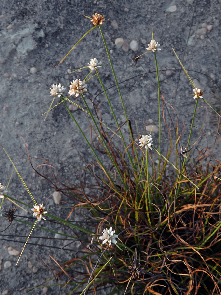 Šáchor (Cyperus conglomeratus Rottb.)