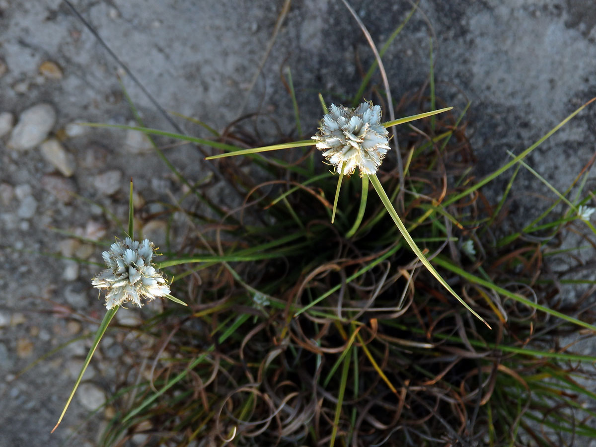 Šáchor (Cyperus conglomeratus Rottb.)