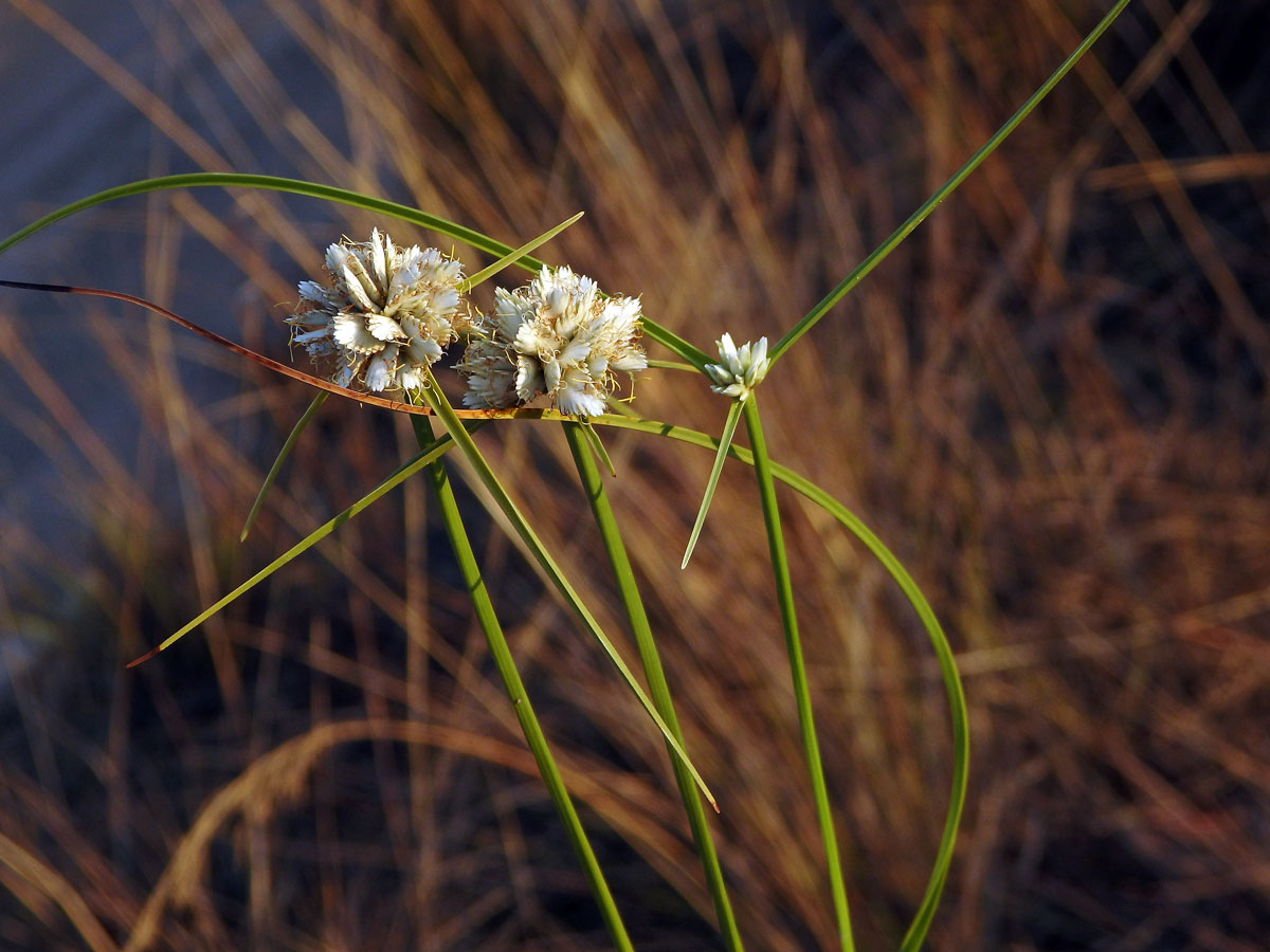 Šáchor (Cyperus conglomeratus Rottb.)