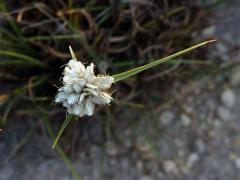 Šáchor (Cyperus conglomeratus Rottb.)