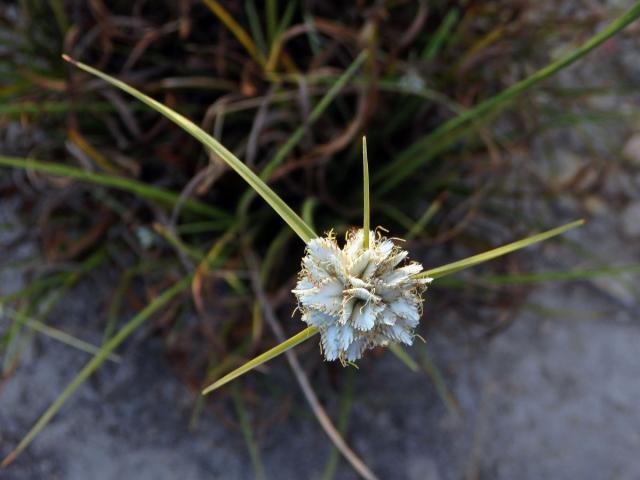 Šáchor (Cyperus conglomeratus Rottb.)