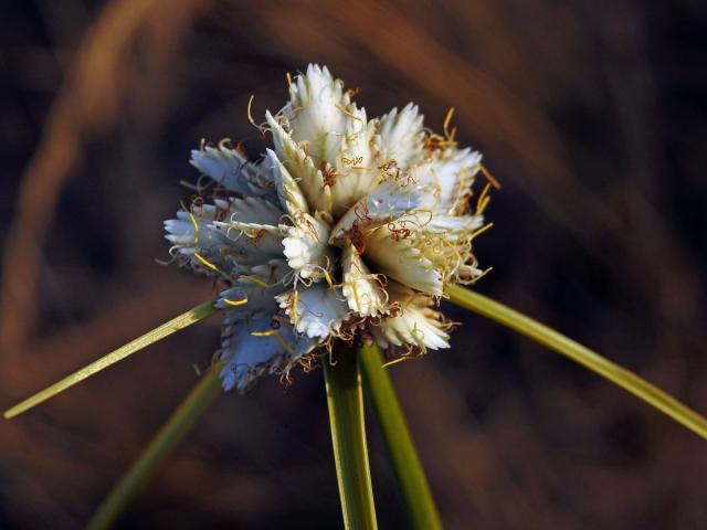 Šáchor (Cyperus conglomeratus Rottb.)