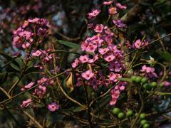 Dichaetanthera arborea Baker