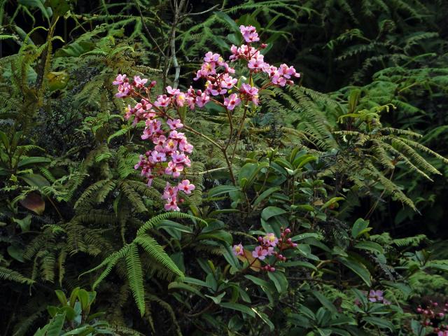 Dichaetanthera arborea Baker