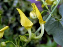 Podražec křovištní (Aristolochia clematitis L.)