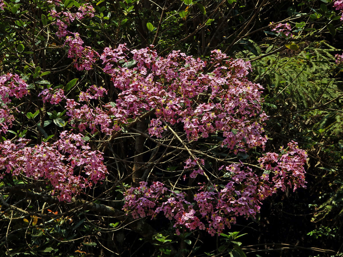 Dichaetanthera arborea Baker