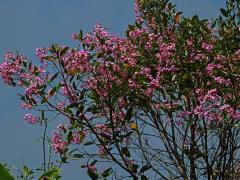 Dichaetanthera arborea Baker