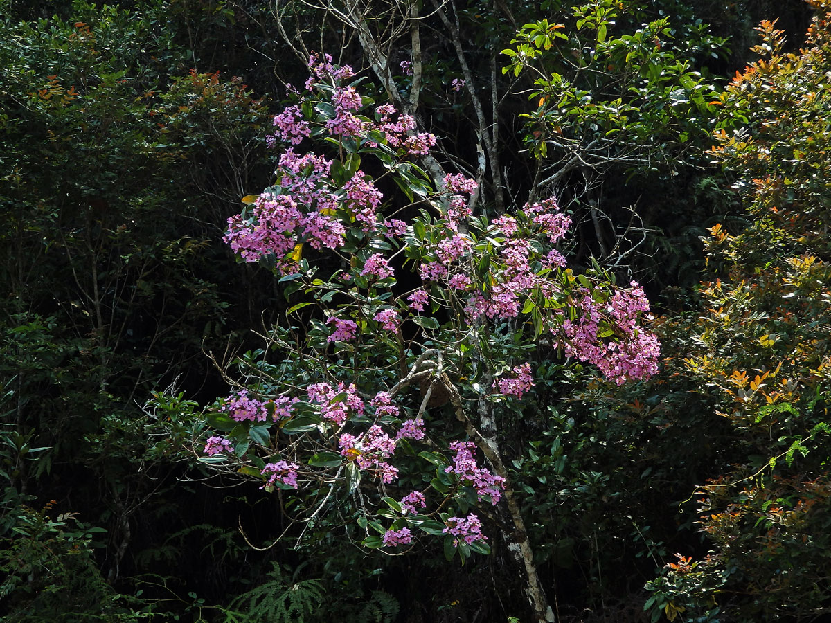 Dichaetanthera arborea Baker