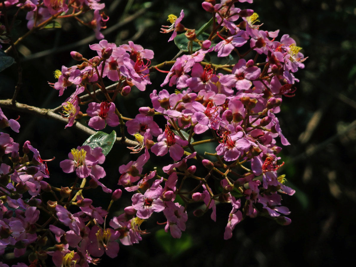 Dichaetanthera arborea Baker