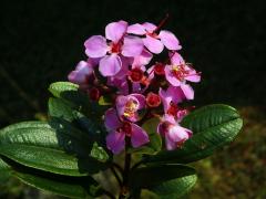 Dichaetanthera arborea Baker