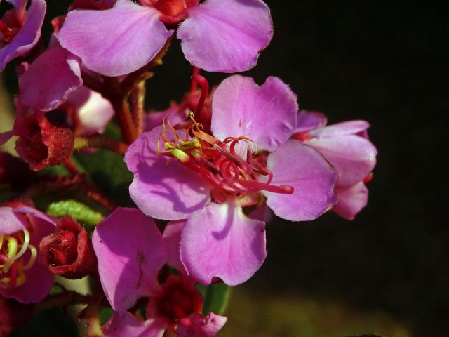 Dichaetanthera arborea Baker