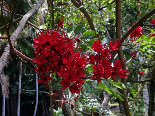 Schotia brachypeltata Sond.