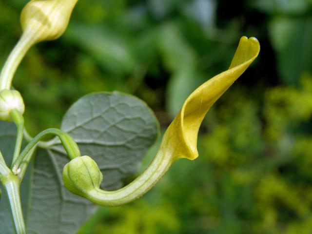 Podražec křovištní (Aristolochia clematitis L.)