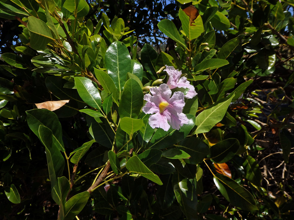 Phyllarthron bojeranum DC.