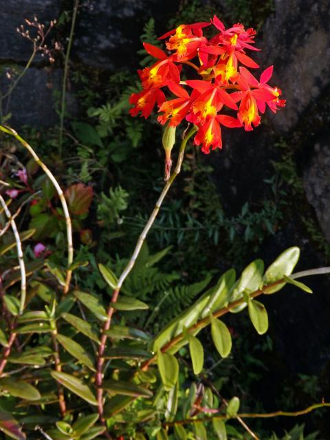 Epidendrum radicans Pav. ex Lindl.