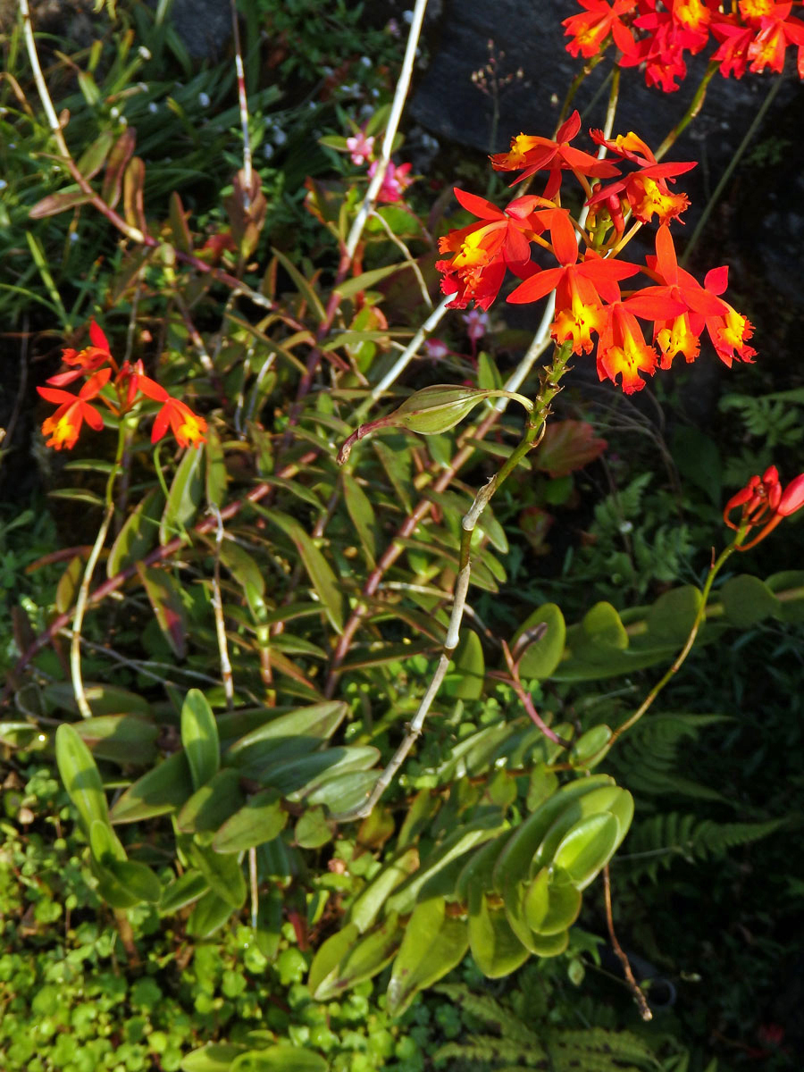 Epidendrum radicans Pav. ex Lindl.