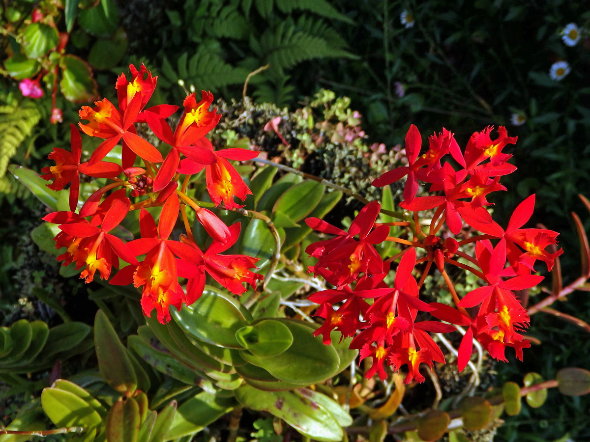 Epidendrum radicans Pav. ex Lindl.