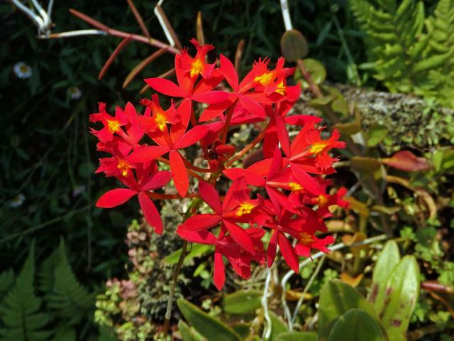 Epidendrum radicans Pav. ex Lindl.