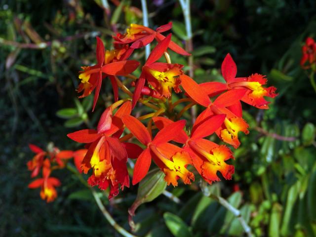 Epidendrum radicans Pav. ex Lindl.