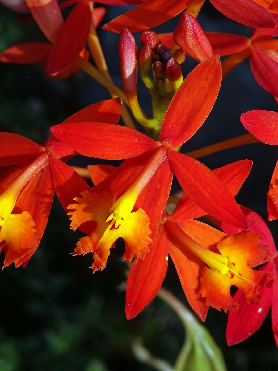 Epidendrum radicans Pav. ex Lindl.