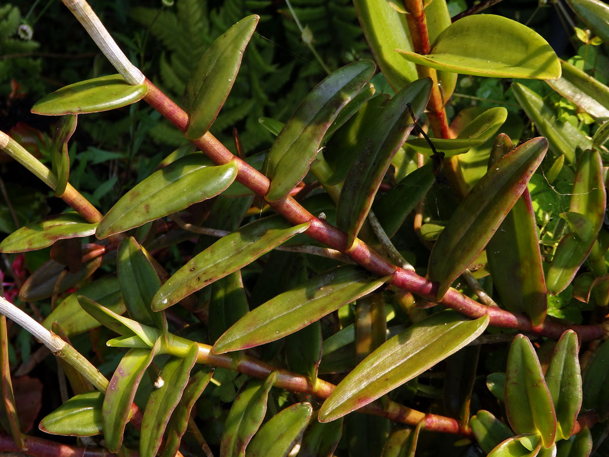 Epidendrum radicans Pav. ex Lindl.