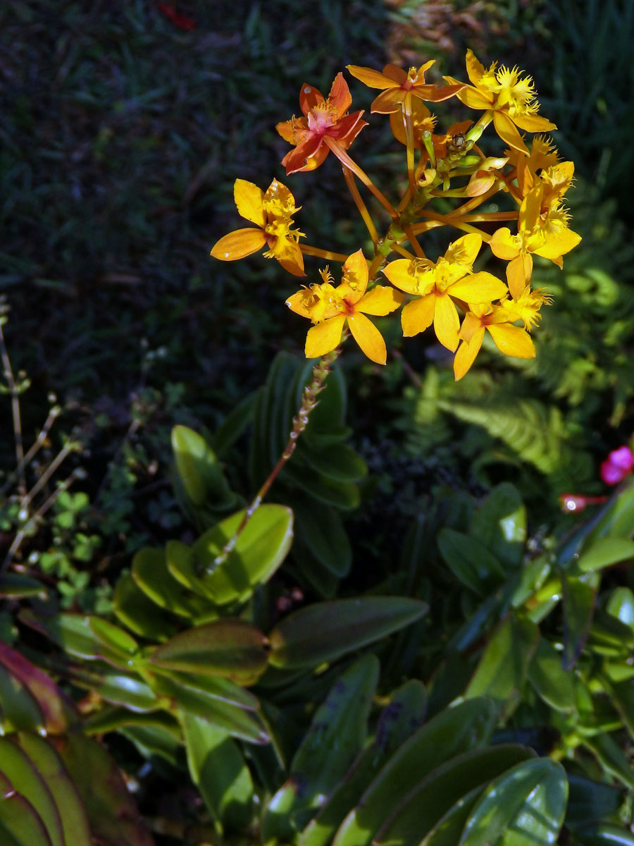 Epidendrum xanthinum Lindl.