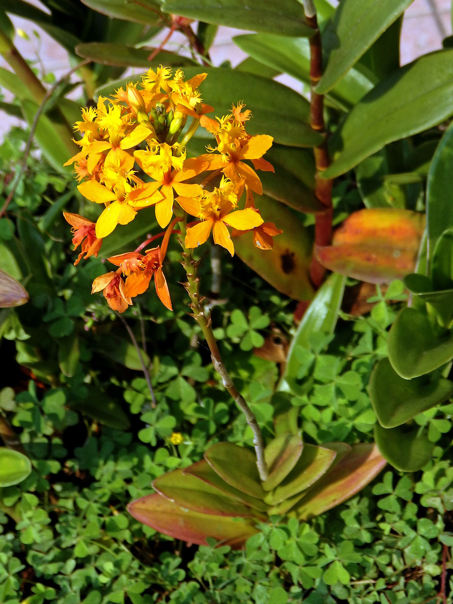 Epidendrum xanthinum Lindl.