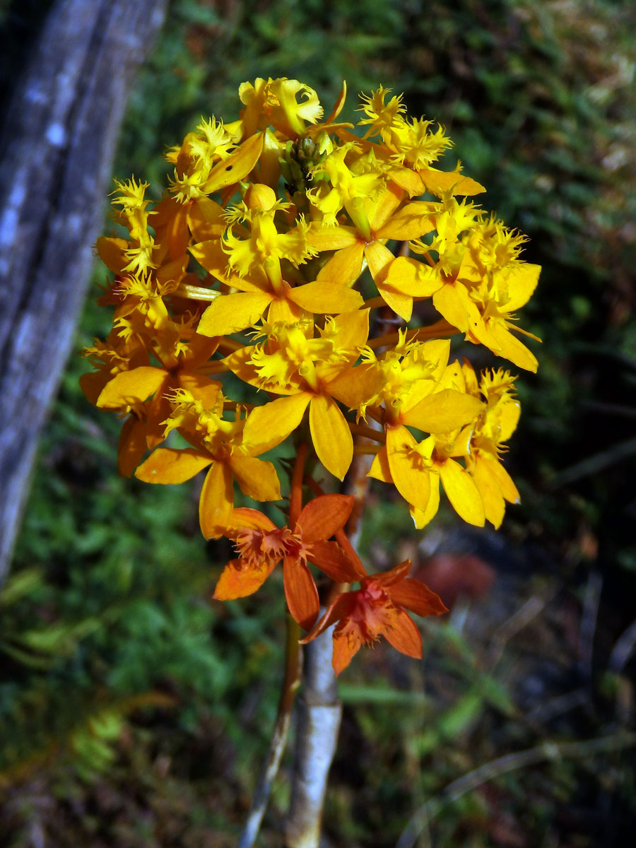 Epidendrum xanthinum Lindl.