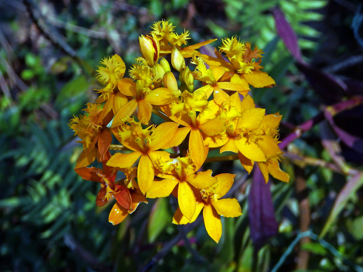 Epidendrum xanthinum Lindl.