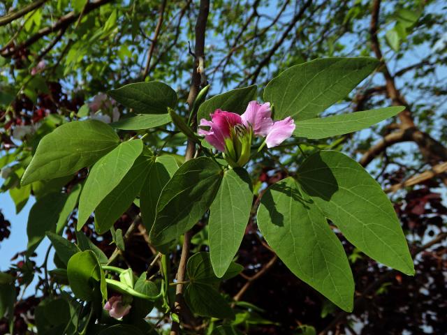 5_Bobovitá: Bauhinia