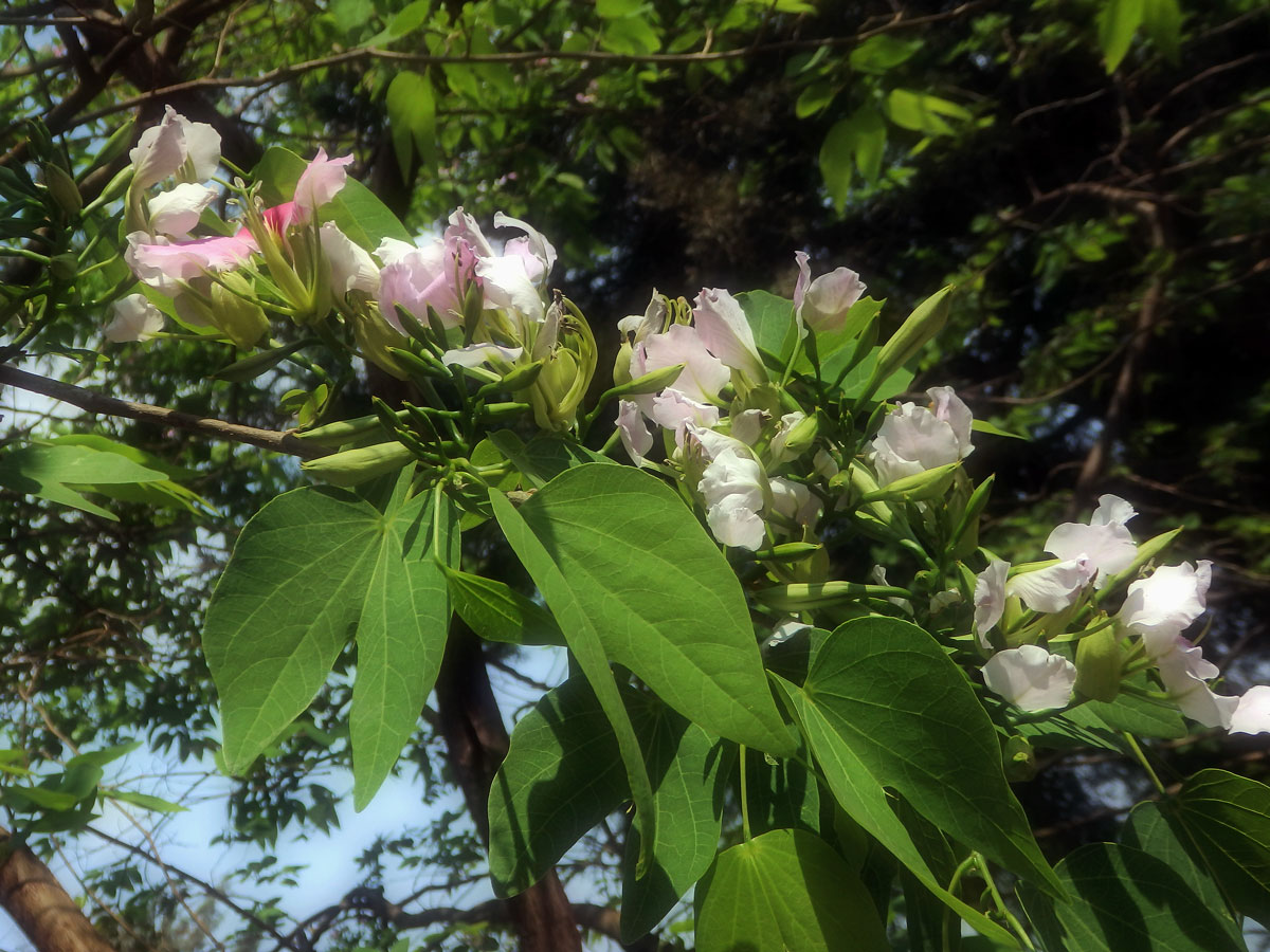 5_Bobovitá: Bauhinia