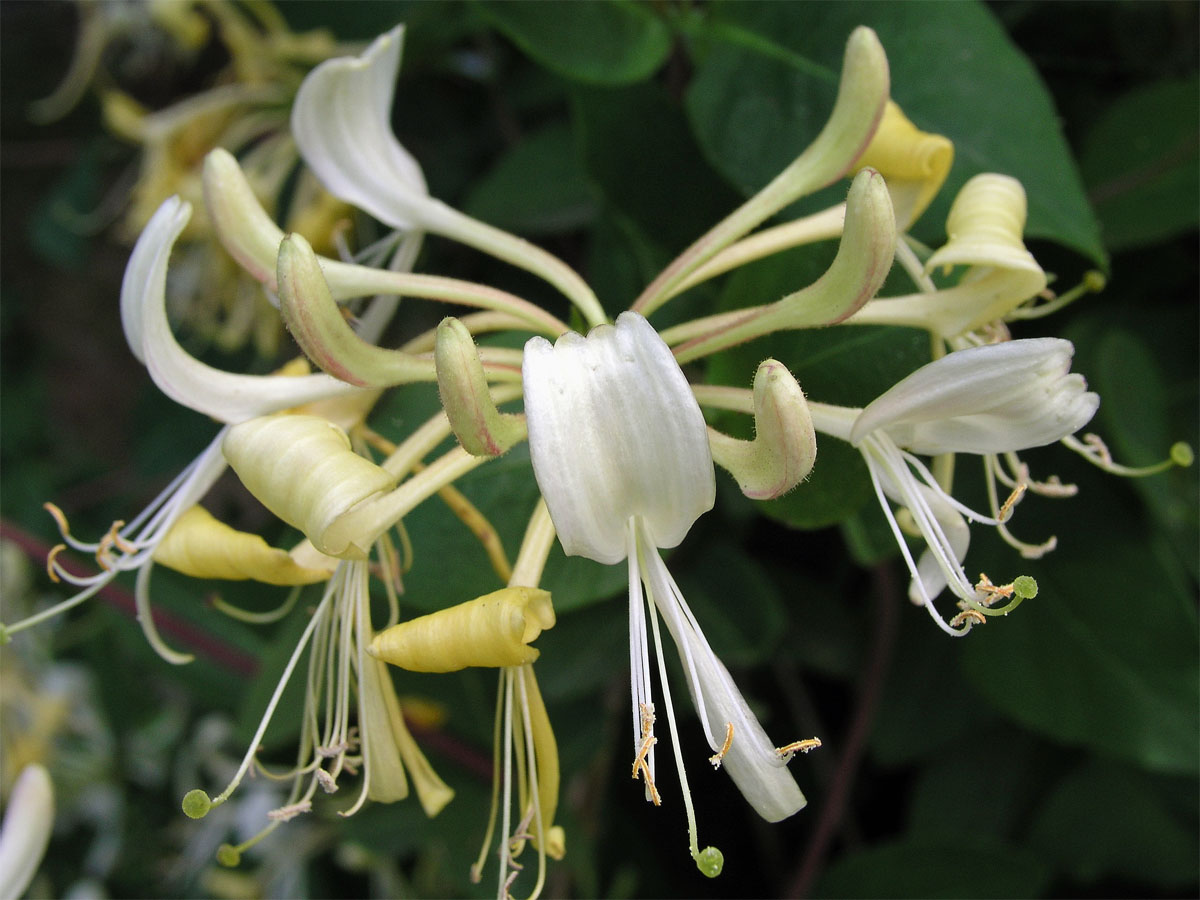 Zimolez ovíjivý (Lonicera perichymenum L.)