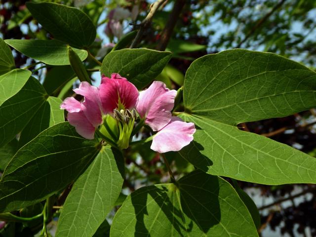 5_Bobovitá: Bauhinia