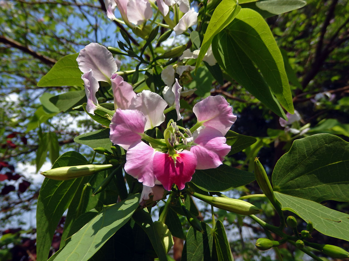 5_Bobovitá: Bauhinia