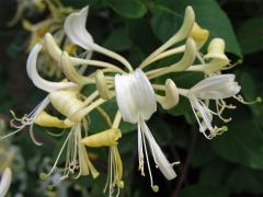 Zimolez ovíjivý (Lonicera perichymenum L.)