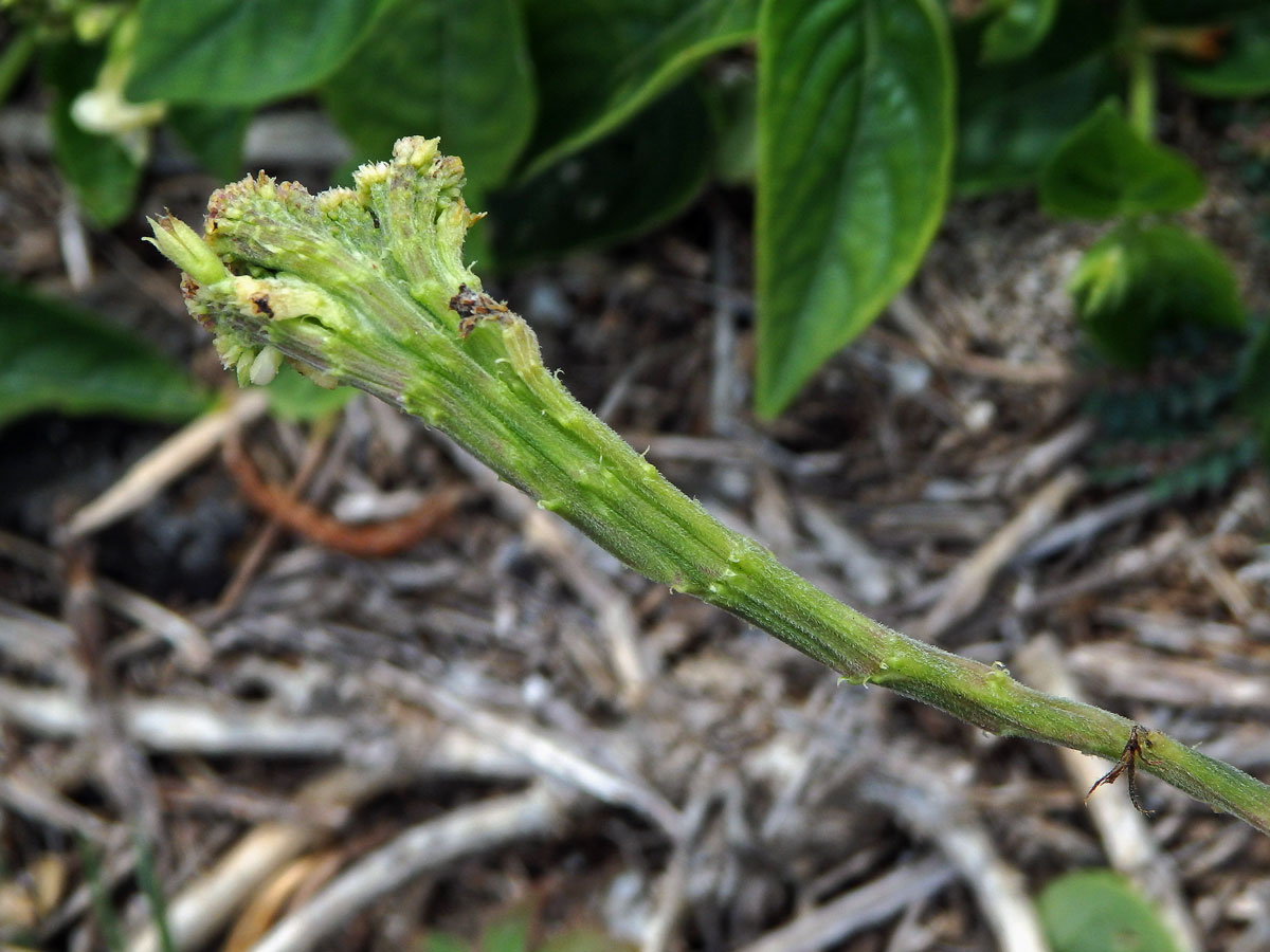 Asystasia gangetica subsp. micrantha (Nees) Ensermu, fasciace stonku