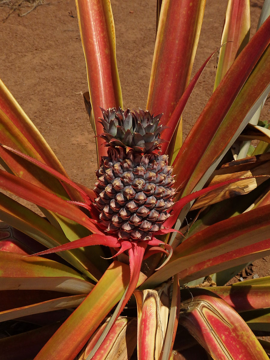 Ananasovník chocholatý (Ananas comosus (L.) Merr.) (1a)