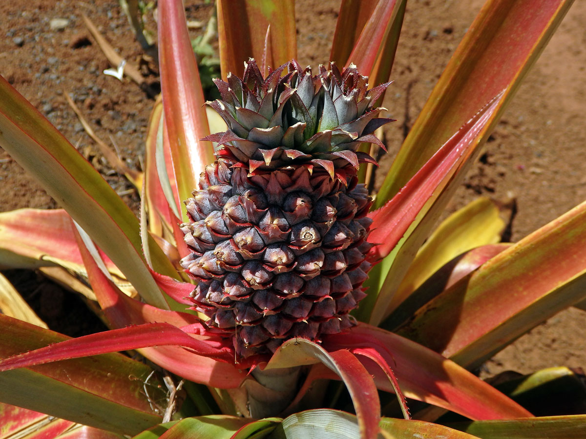 Ananasovník chocholatý (Ananas comosus (L.) Merr.) (1b)