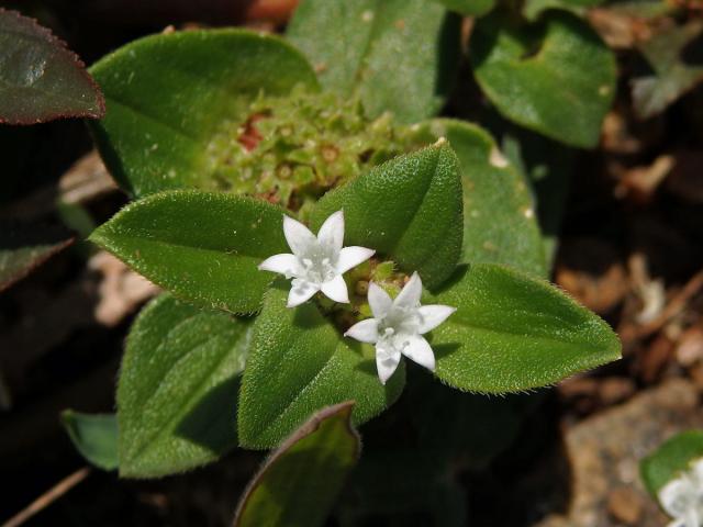 Richardia brasiliensis Gomes