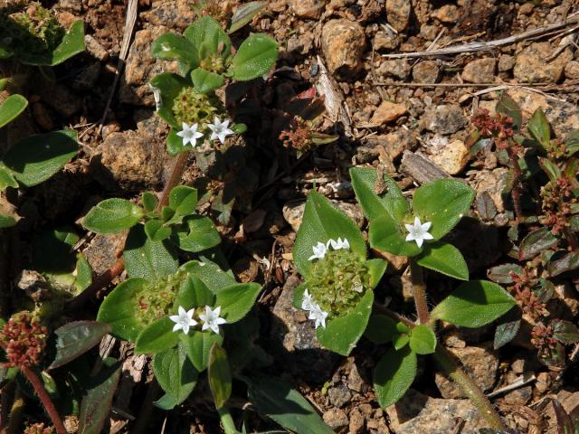 Richardia brasiliensis Gomes