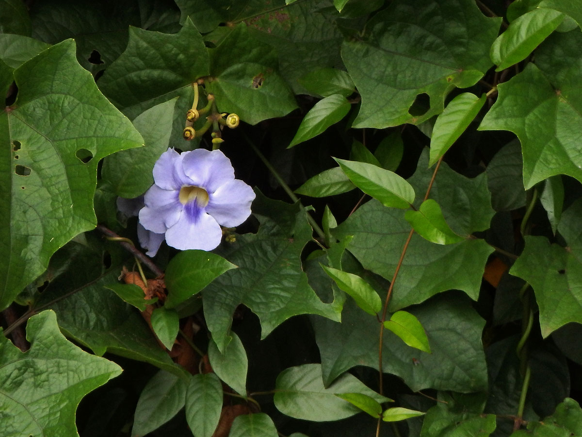 Thunbergie (Thunbergia grandiflora (Rob. ex Rottler) Roxb.)