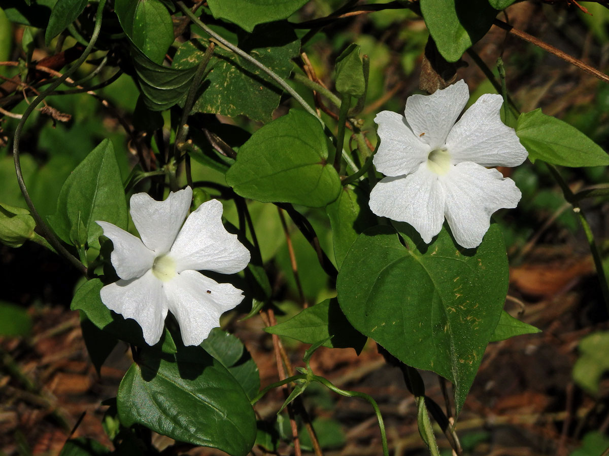 Thunbergie (Thunbergia fragrans Roxb.)