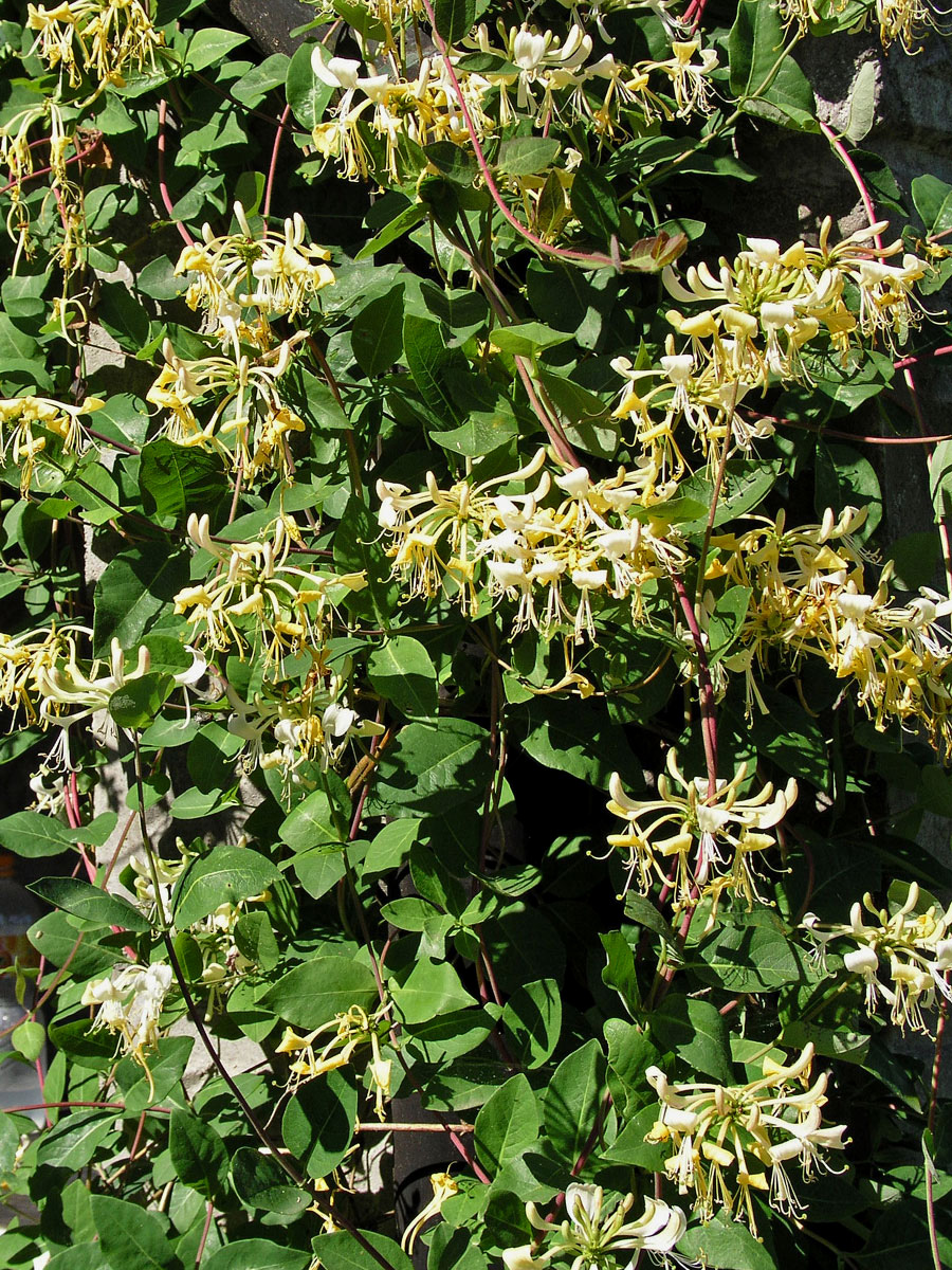 Zimolez ovíjivý (Lonicera perichymenum L.)