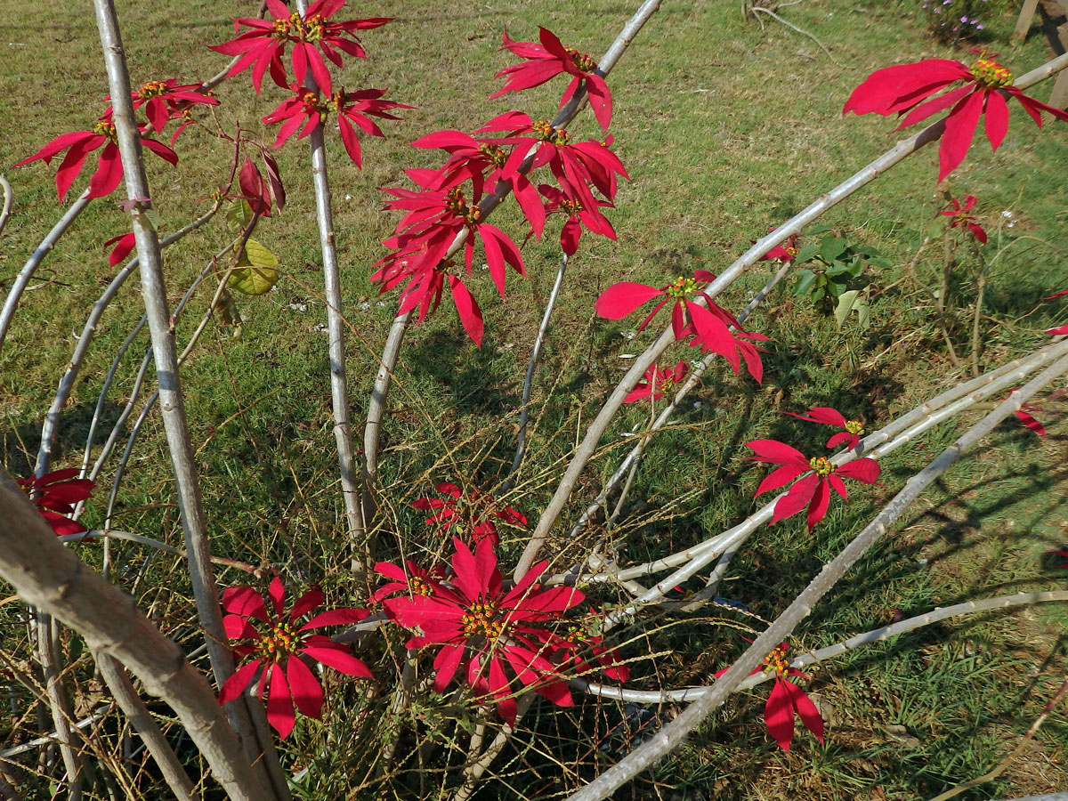 Pryšec nádherný (Euphorbia pulcherrima Willd. ex Klotzsch)