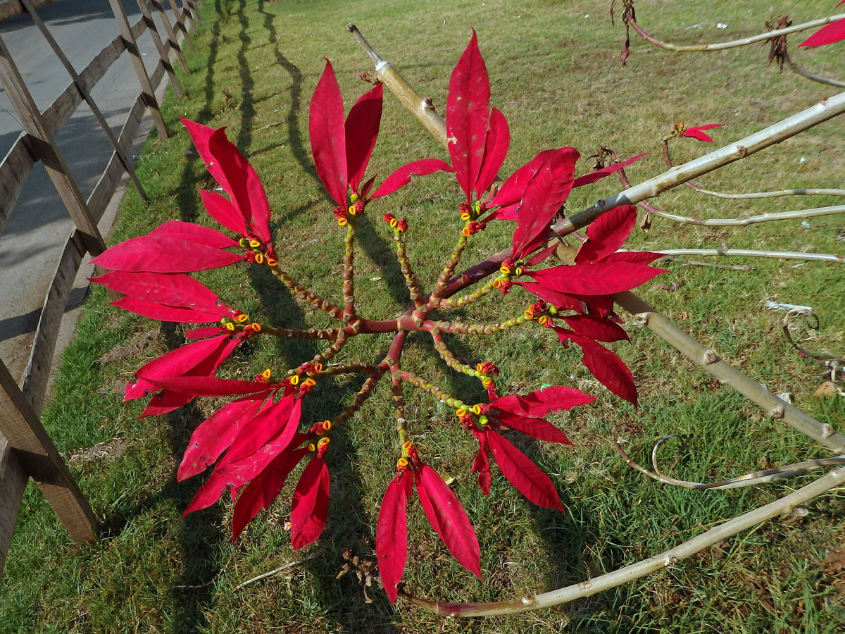 Pryšec nádherný (Euphorbia pulcherrima Willd. ex Klotzsch)