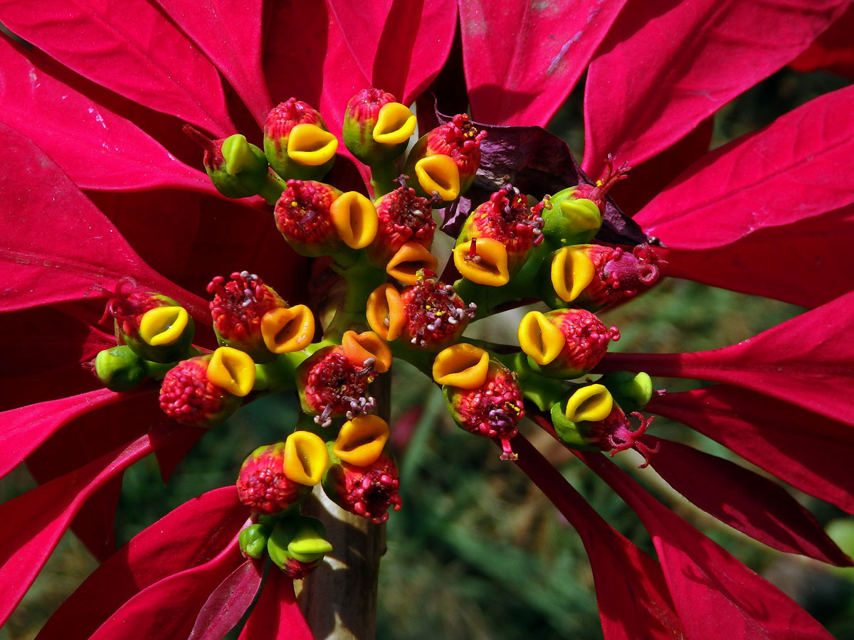 Pryšec nádherný (Euphorbia pulcherrima Willd. ex Klotzsch)