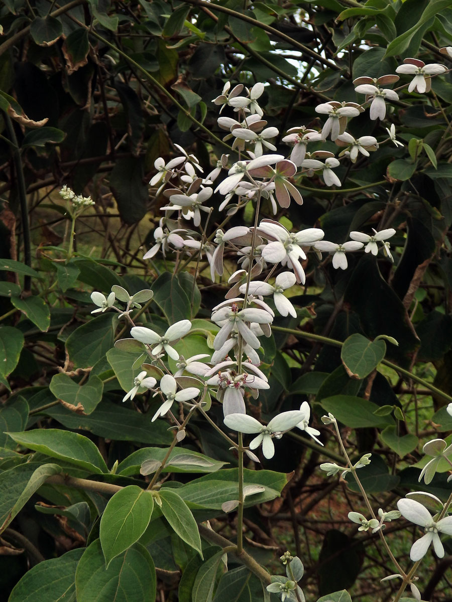 Congea tomentosa Roxb.