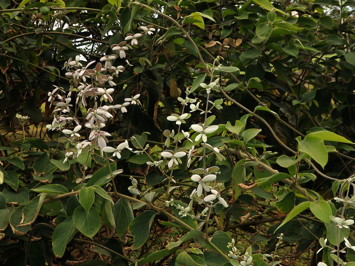 Congea tomentosa Roxb.