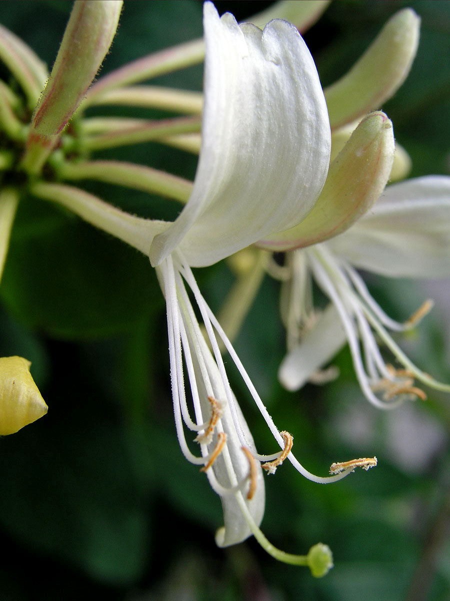 Zimolez ovíjivý (Lonicera perichymenum L.)