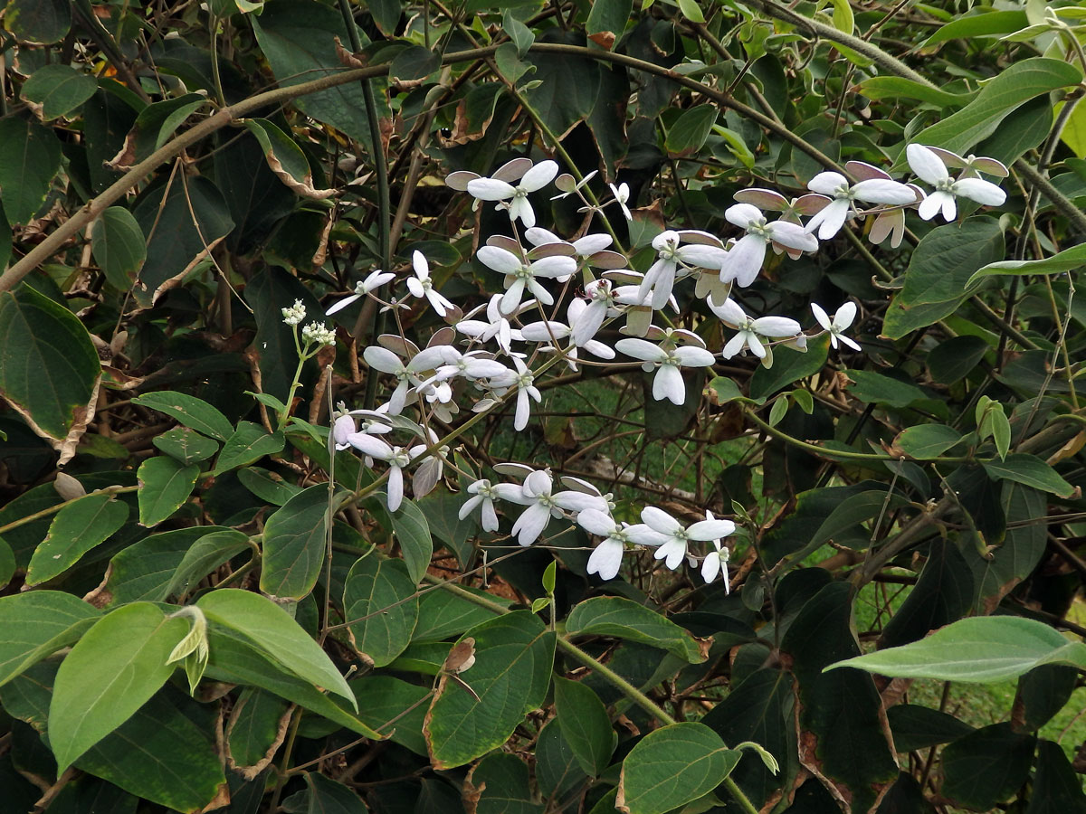 Congea tomentosa Roxb.